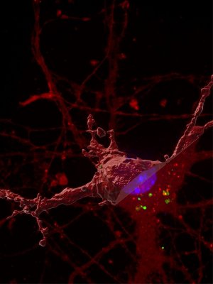 exosomes deliver misfolded tau into the cytosol