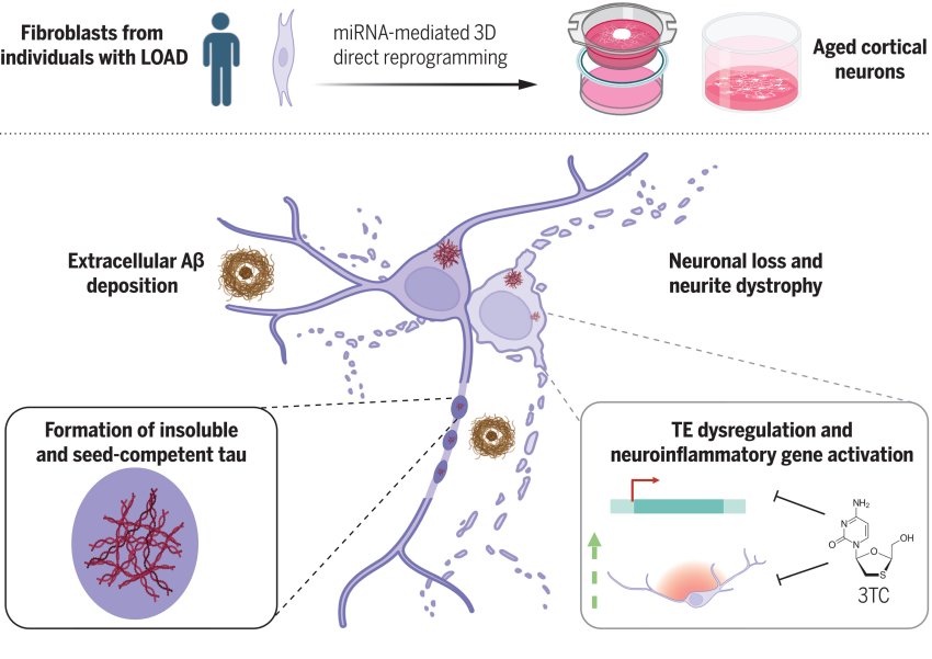 fibroblast samples directly reprogrammed into cortical neurons 