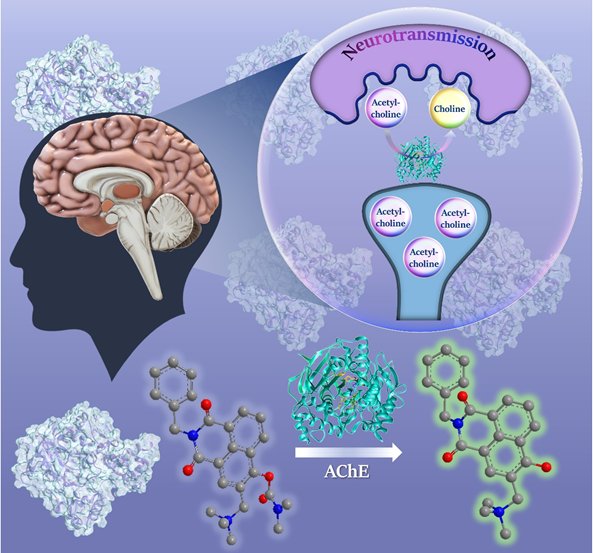 fluorogenic probe to detect acetylcholinesterase