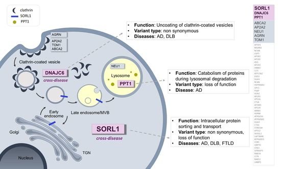 ghidoni et al endo lysosomal pathway