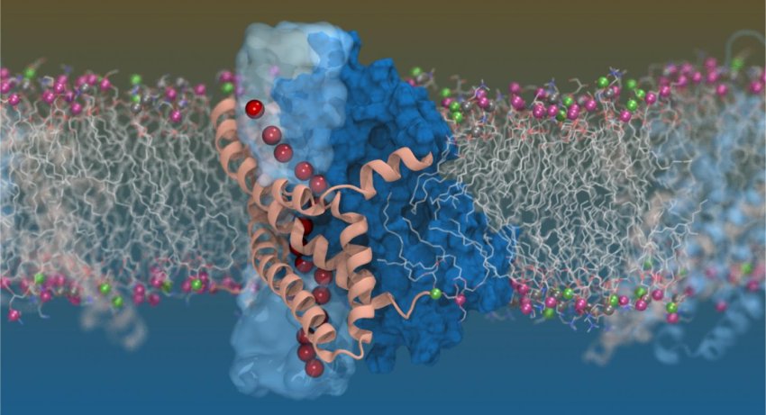 glutamate transporter in our cells