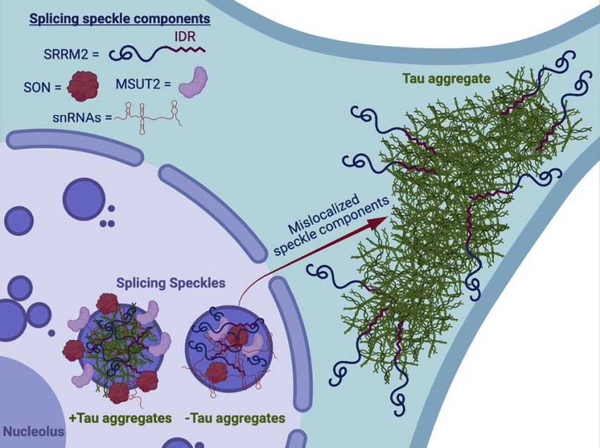 graphical abstract how tau kills cells