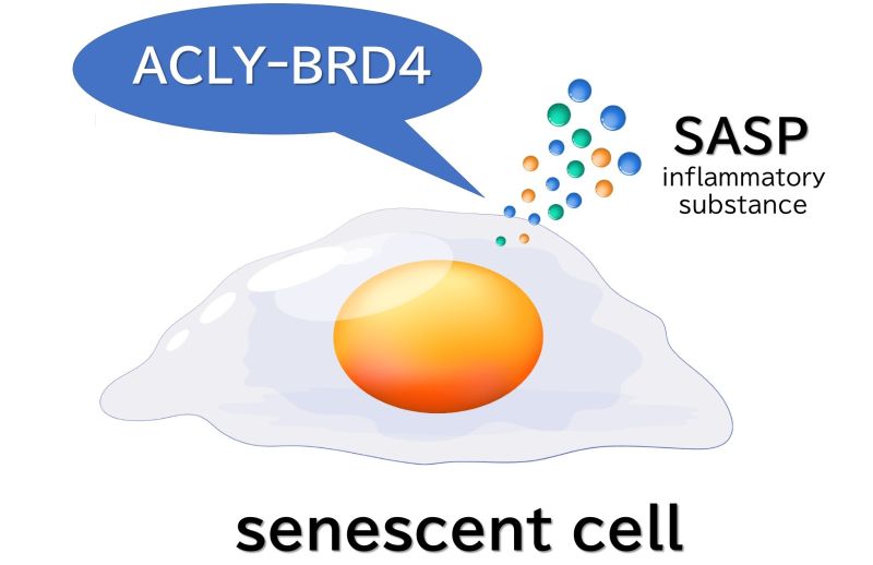 healthy aging enzyme promoter in senescent cells