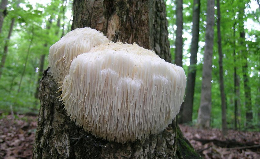 hericium erinaceus