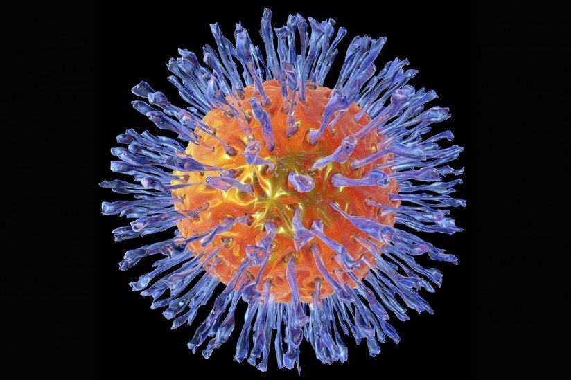 herpes virus