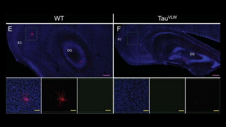 hippocampus and entorhinal cortex