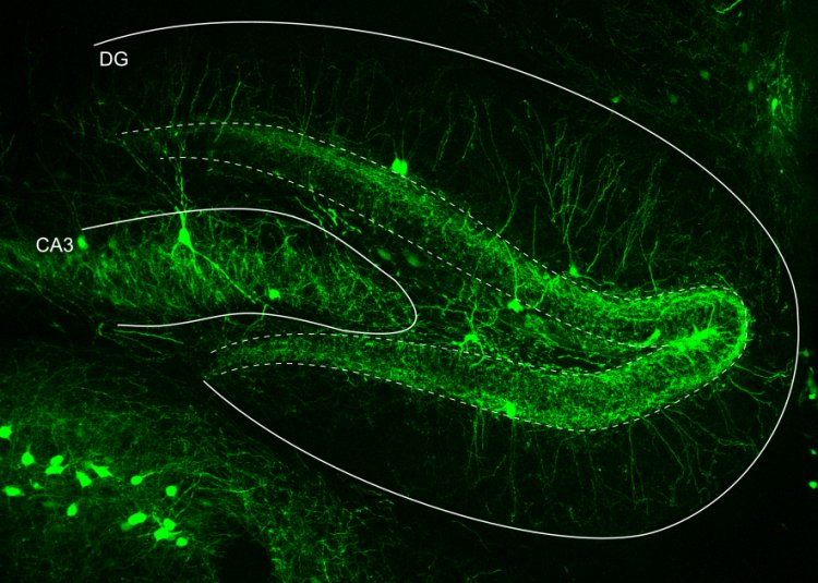 Il ritmo della memoria è fissato dall'inibizione dei neuroni