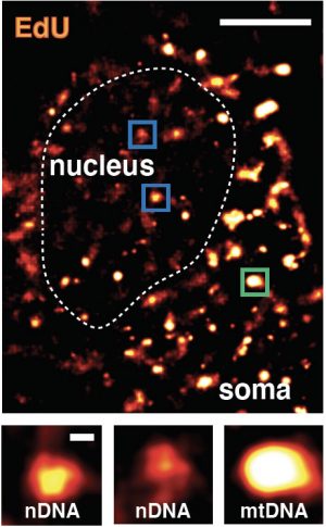 hot spots of dna repair