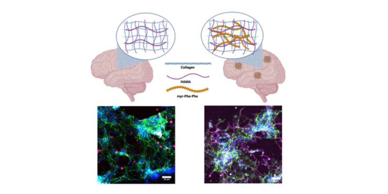 hydrogels by Mathes et al