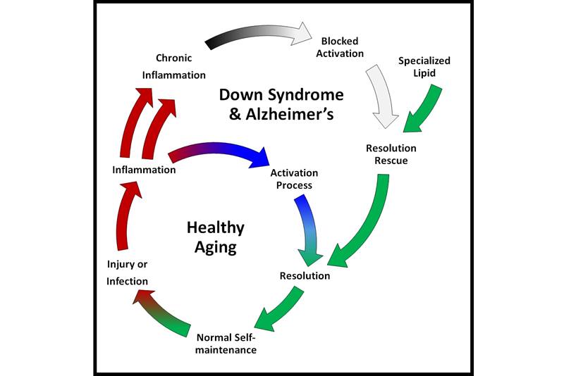 inflammation response in health and disease