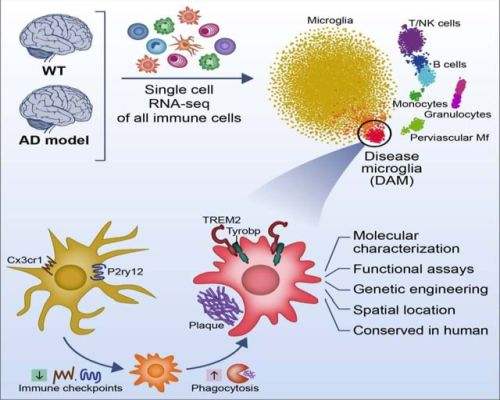 Le cellule che ringiovaniscono il cervello: nuove scoperte sull'Alzheimer