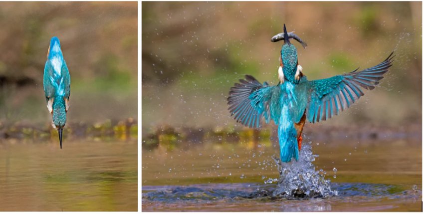 kingfisher martin pescatore 