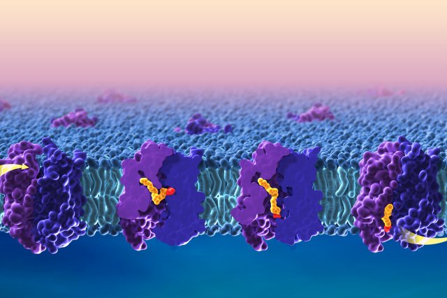 lipid transport across BBB