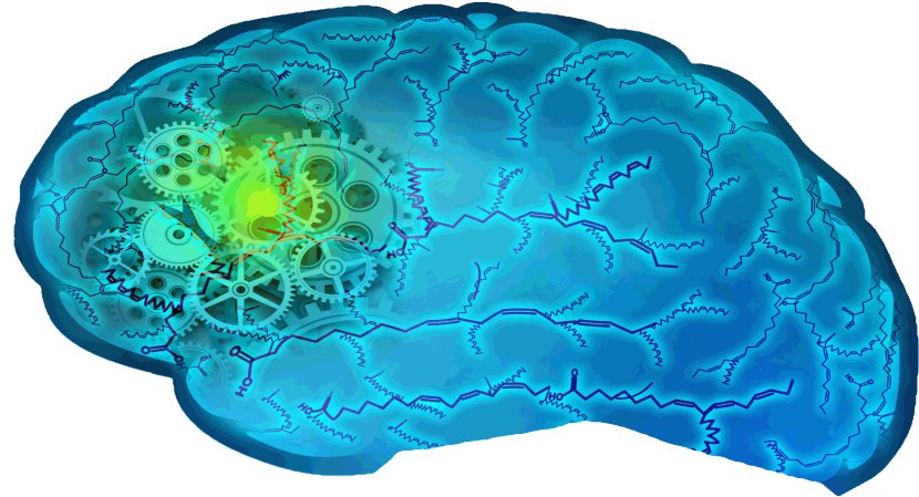 Rischio di Alzheimer influenzato dal fegato e dalla dieta