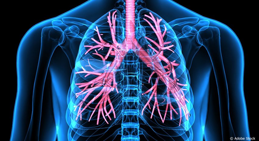 lungs and bronchial tubes