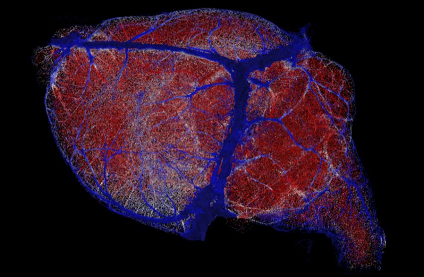 map of mouse brain microvessels density