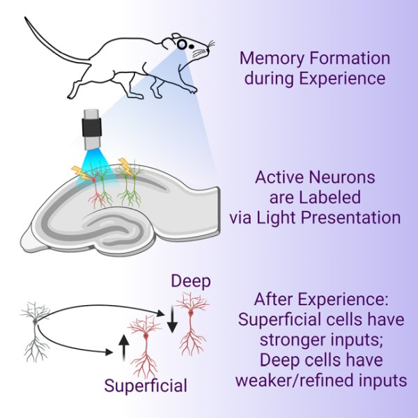 memory research UTSouthwestern