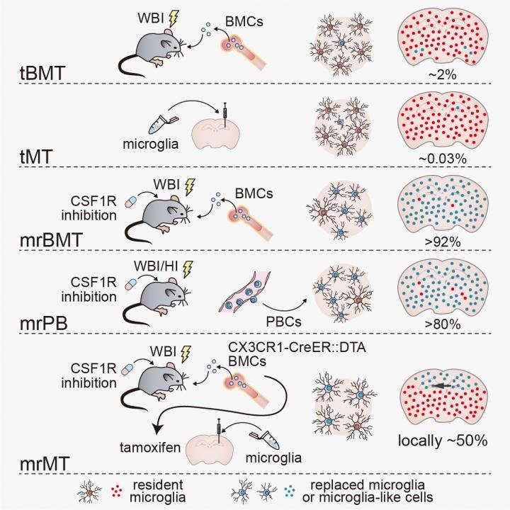 microglia replacement 3 methods