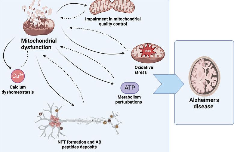 mitochondrial disfunction and Alzheimer DPratico blog
