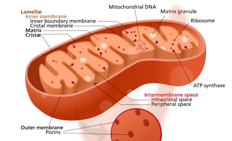 Citochina rilasciata dalle cellule sotto stress è un segno precoce di varie demenze