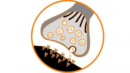 muscarinic receptors on synapse