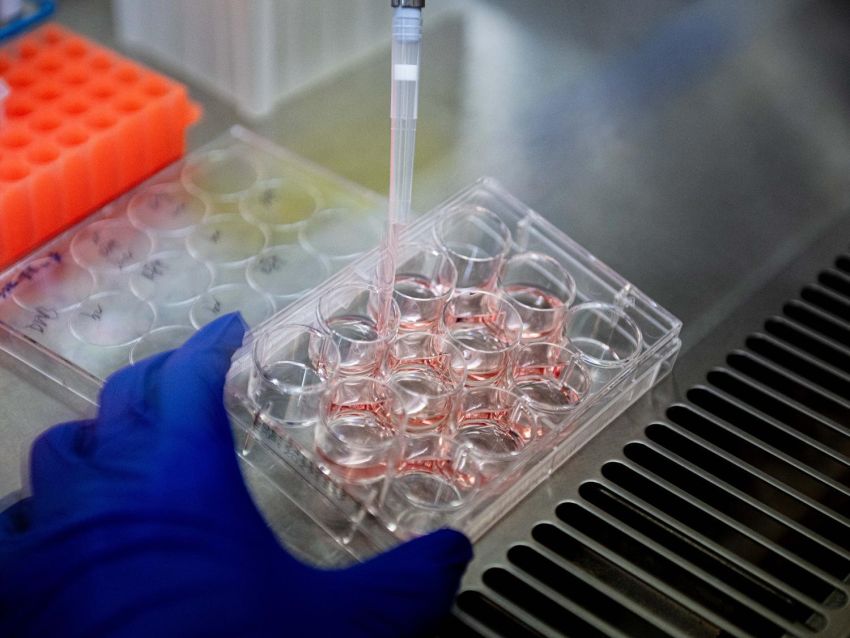 neuron growth at zhou lab by Jaydyn Isiminger Penn State Creative Commons