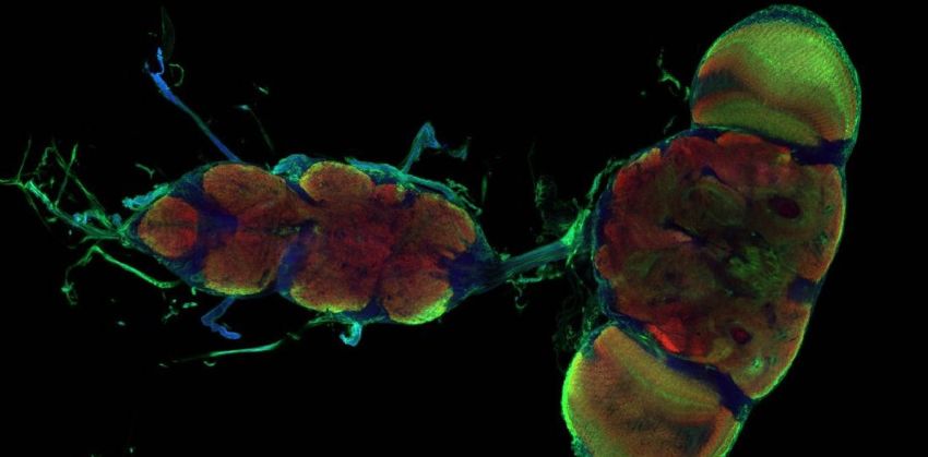 neurons in fruit fly