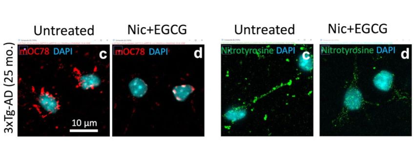 nicotinamide and epigallocatechin gallate Santana et al
