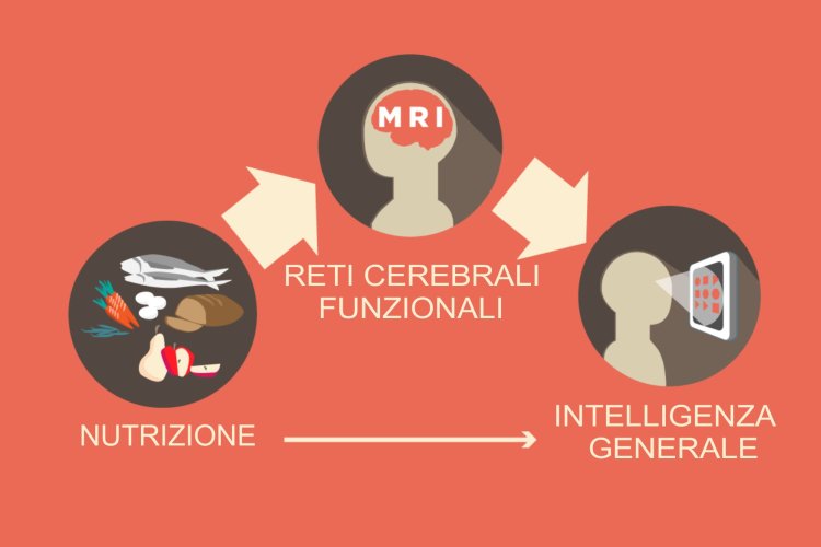 Una corretta nutrizione migliora l'organizzazione della rete cerebrale