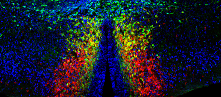 L'affascinante ricerca delle origini dei neuroni ha fatto un passo in avanti