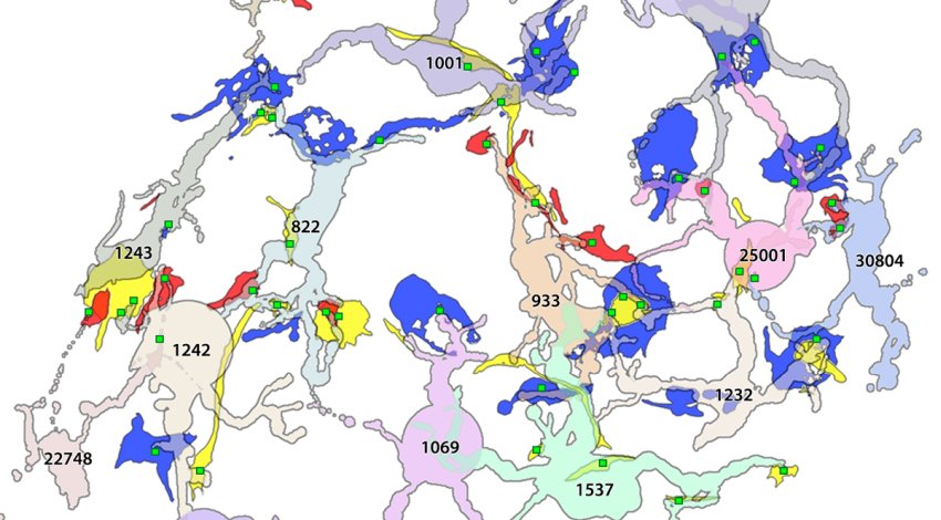 pathoconnectome main