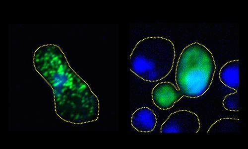 Impedita in laboratorio l'aggregazione di proteine legata a neudegenerazione