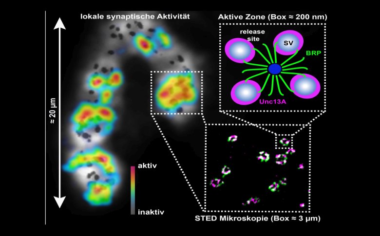 Mistero risolto: identificata molecola che rilascia i neurotrasmettitori nelle sinapsi