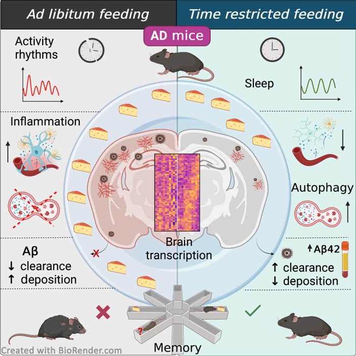 result of intermittent fasting on mice