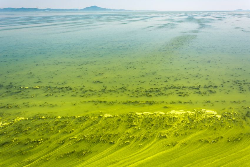 river dnepr covered by cyanobacterias 