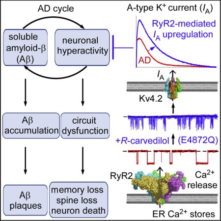 ryanodine channel limiting for alzheimer