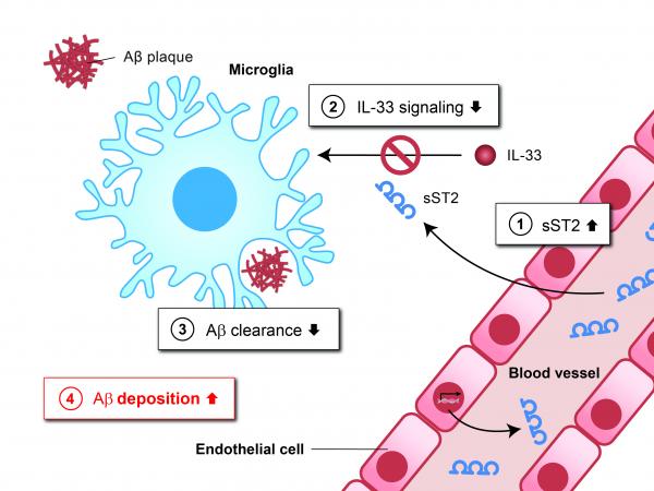 sST2 disrupts Abeta clearance