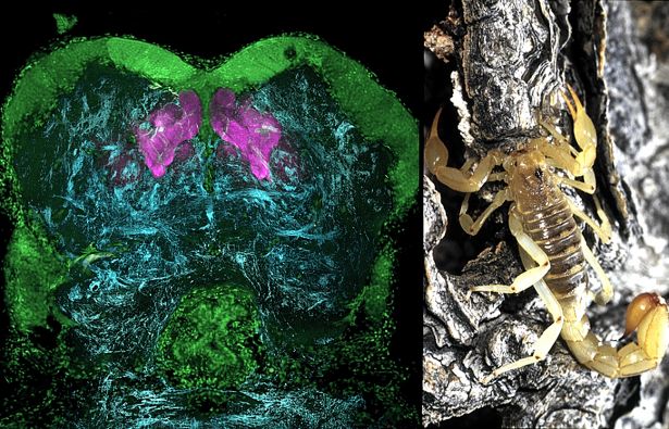 Diverse specie animali hanno centri della memoria e dell'apprendimento straordinariamente simili