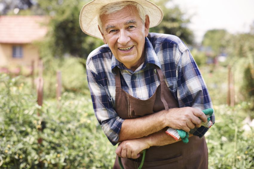 senior man working in farm