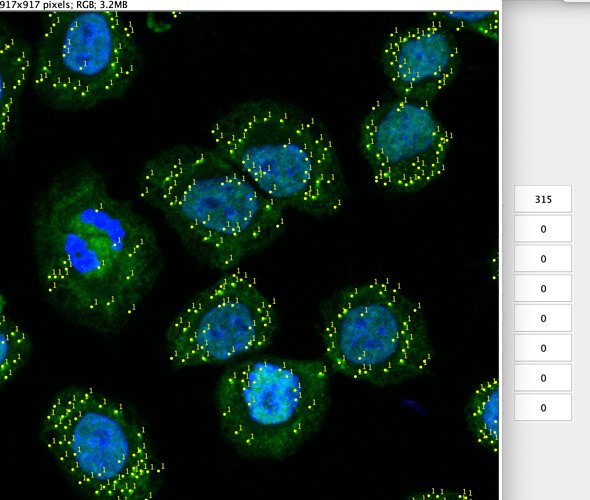 stress granules over cells