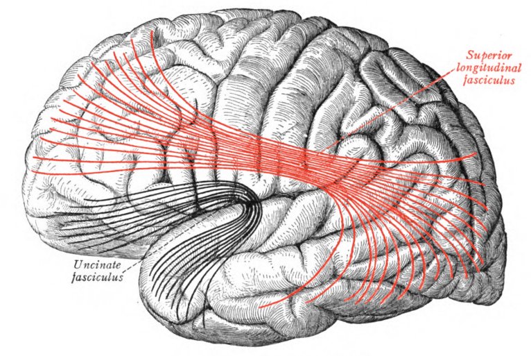 subcortical white matter fiber tracts Wikipedia