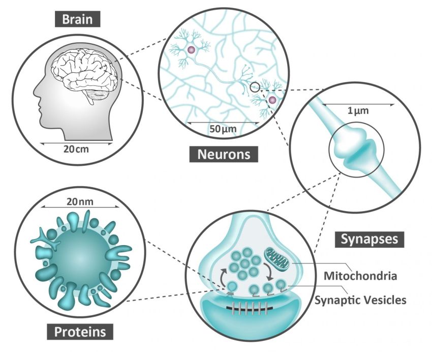 synaptic proteome