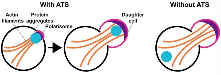 synthetic cellular export system