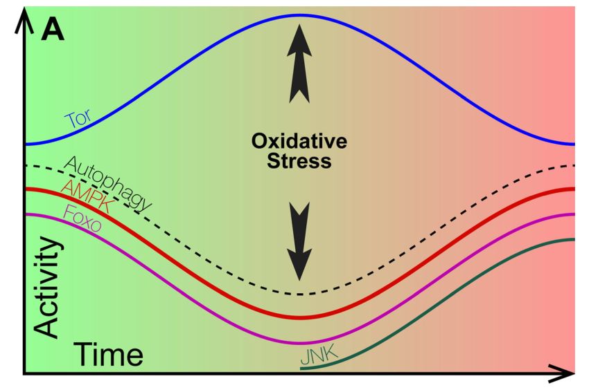 two phases neurodegenerations