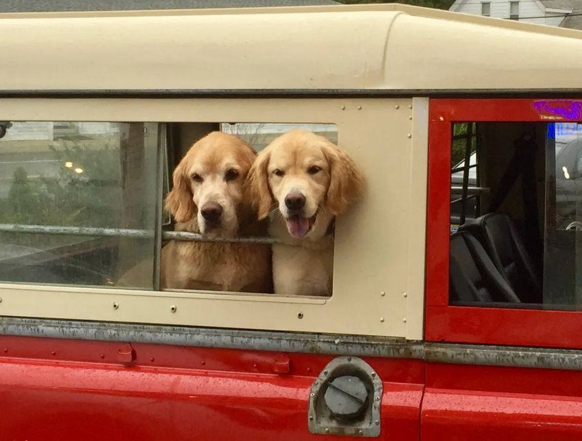 two dogs antithesis of loneliness