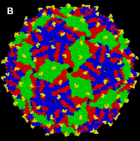 virus like particle