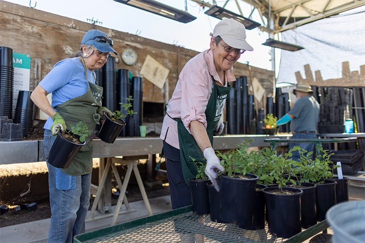 volunteers at UCDavis arboretum nursery