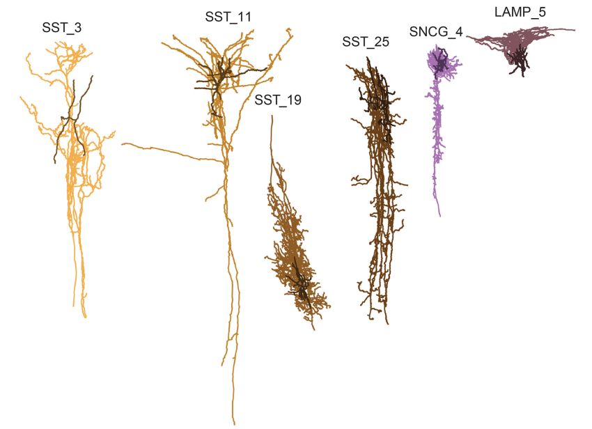 which cell types may be harmed first by Alzheimer byAllen Institute