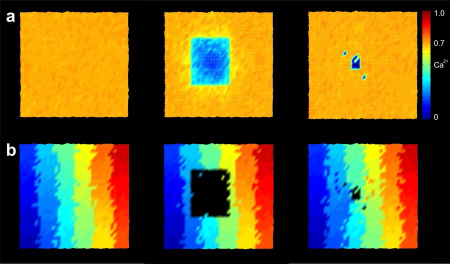 Riorganizzazione della corteccia visiva: prima (a sinistra) e subito dopo un danno alla retina (al centro), e in una fase successiva (a destra).