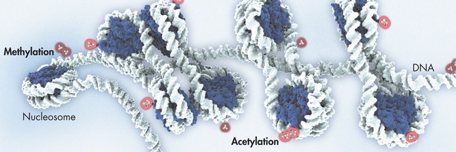 Marcatori epigenetici si dimostrano promettenti per l'Alzheimer